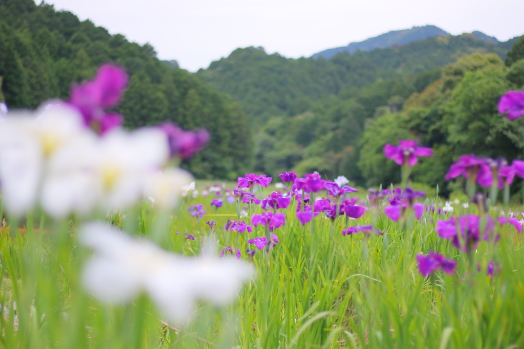 里山