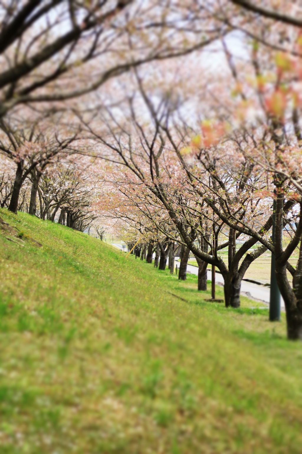 桜並木