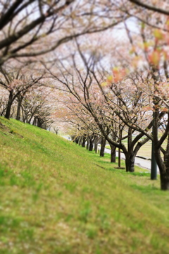 桜並木