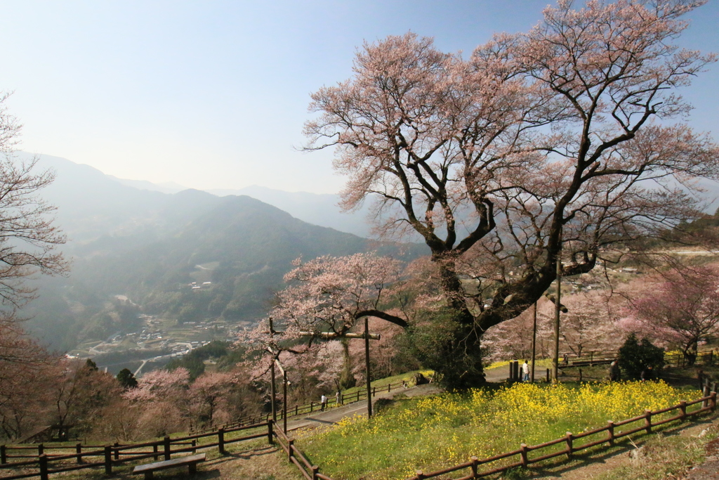 天空の桜
