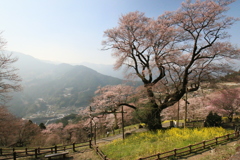 天空の桜