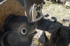 狸