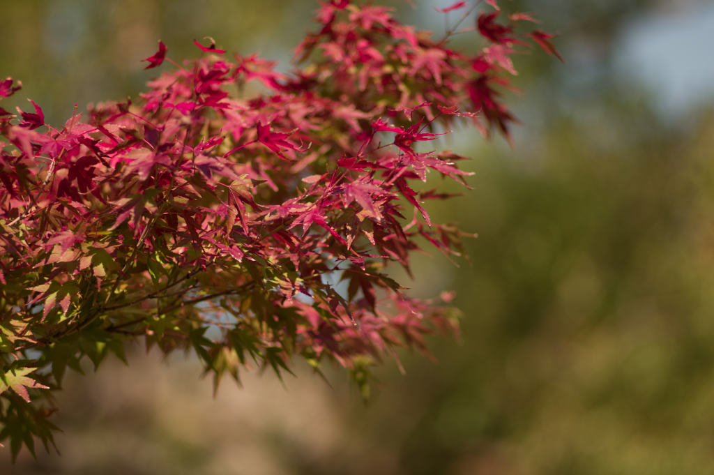 紅葉
