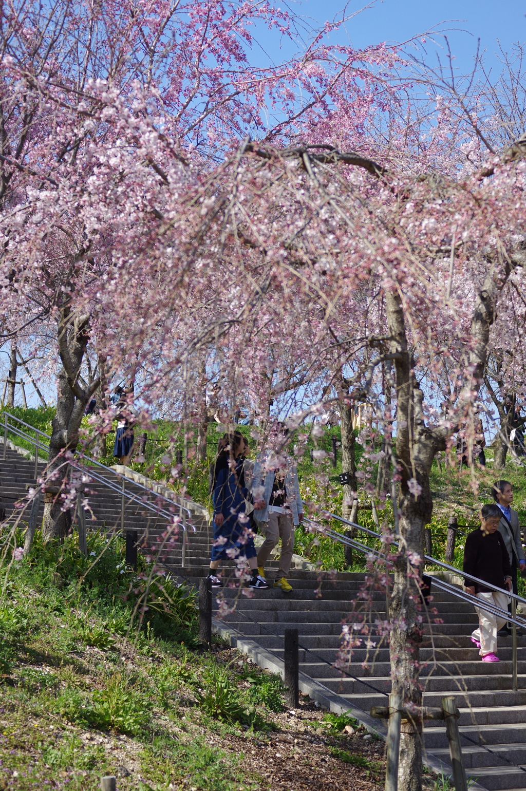 桜の回廊
