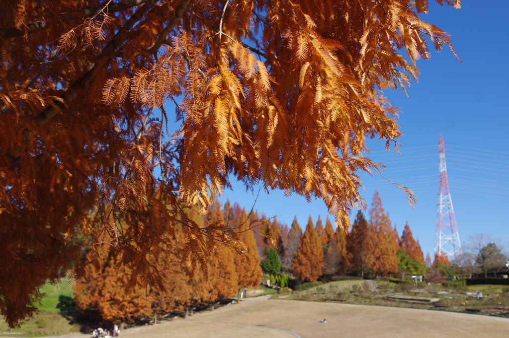 2-メタセコイアの紅葉