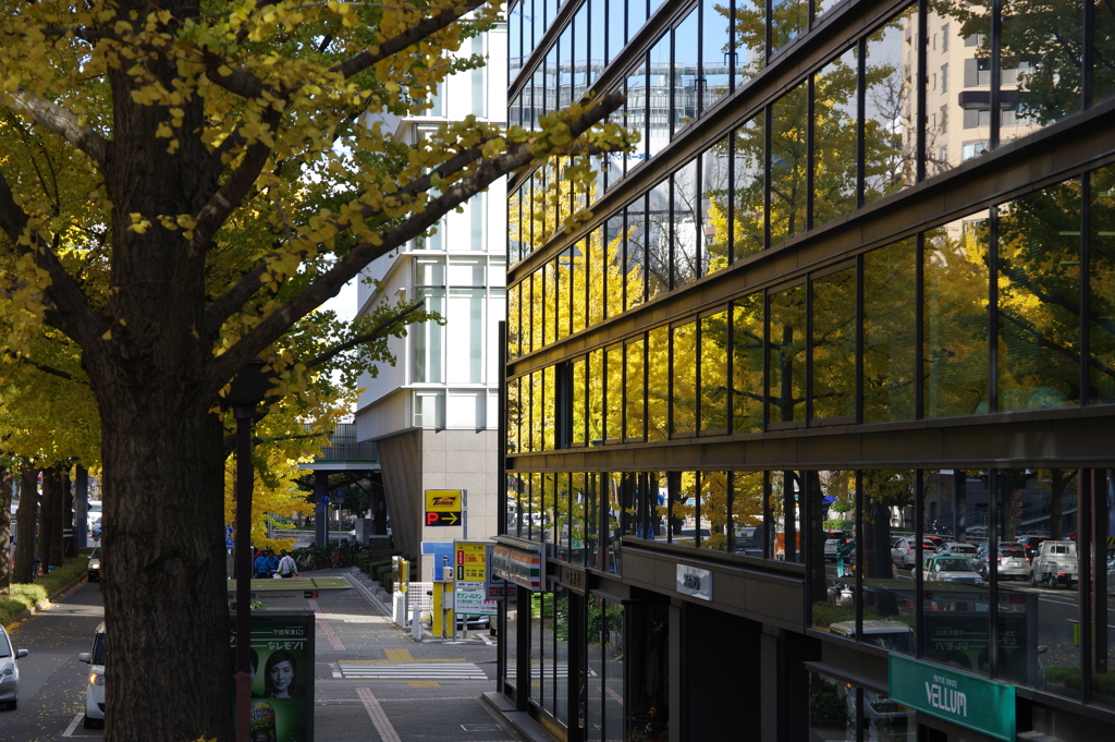 1-桜通りの銀杏の黄葉