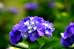 1-紫陽花