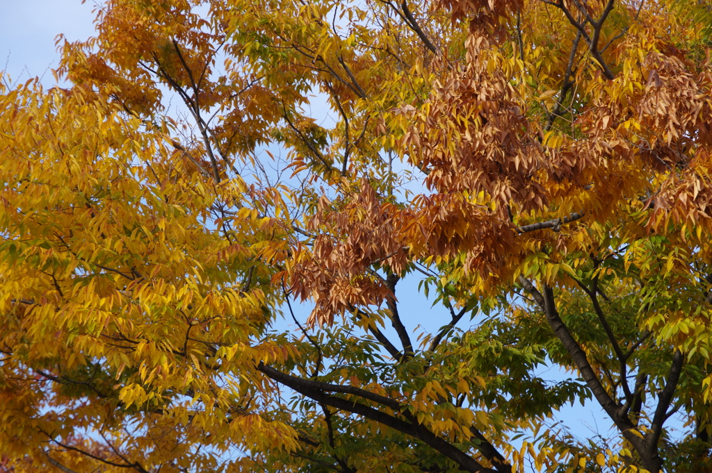 欅(ケヤキ）の紅葉