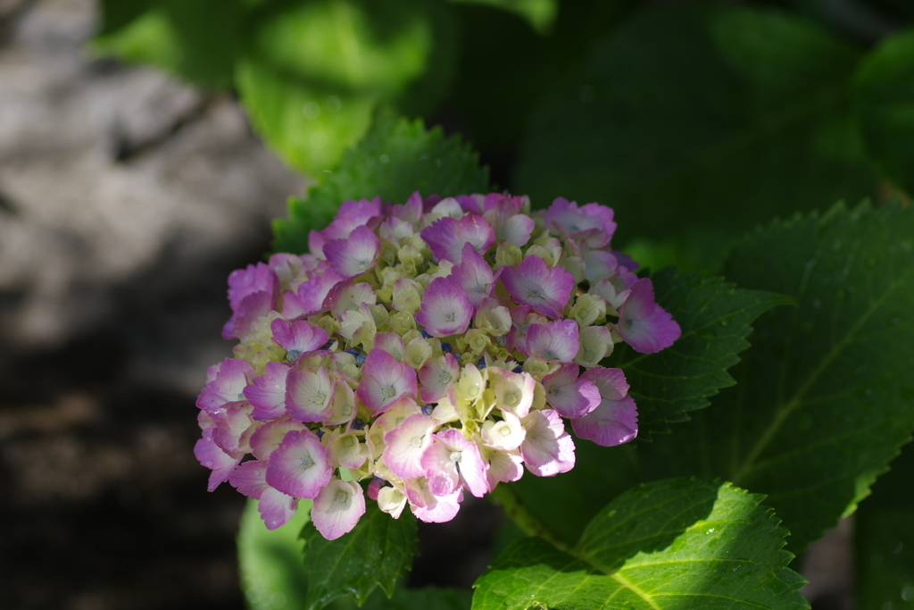 紫陽花