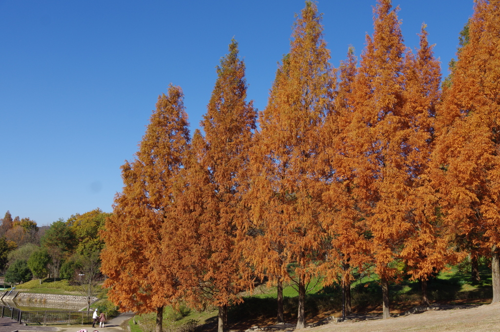 1-メタセコイアの紅葉