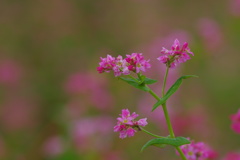 赤そばの花・高嶺ルビー