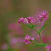 赤そばの花・高嶺ルビー