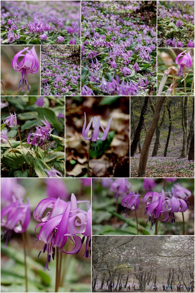  可児市のカタクリの群生地