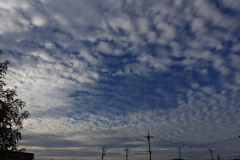 秋の空　高積雲 （こうせきうん）