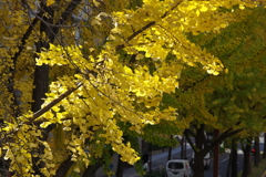 2-桜通りの銀杏の黄葉