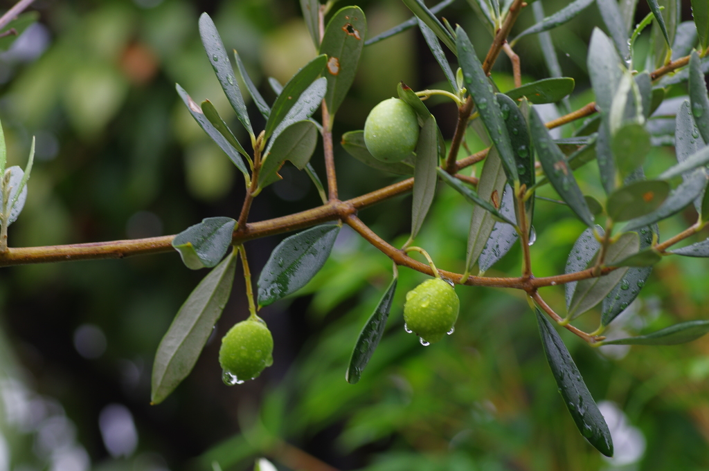 自宅に実ったオリーブの実