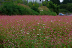 赤そばの花・高嶺ルビー