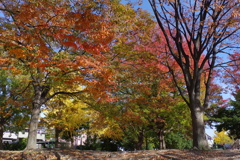 きれいに色づいた黄紅葉