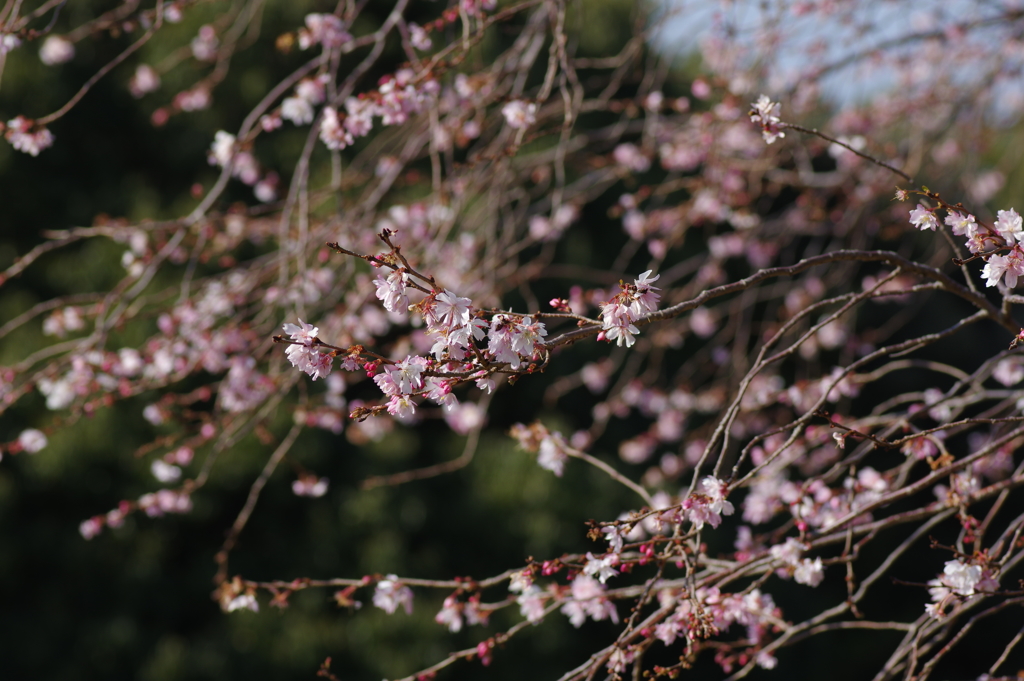 十月桜