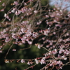 十月桜