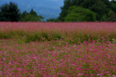 赤そばの花・高嶺ルビー