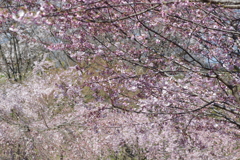 桜の回廊