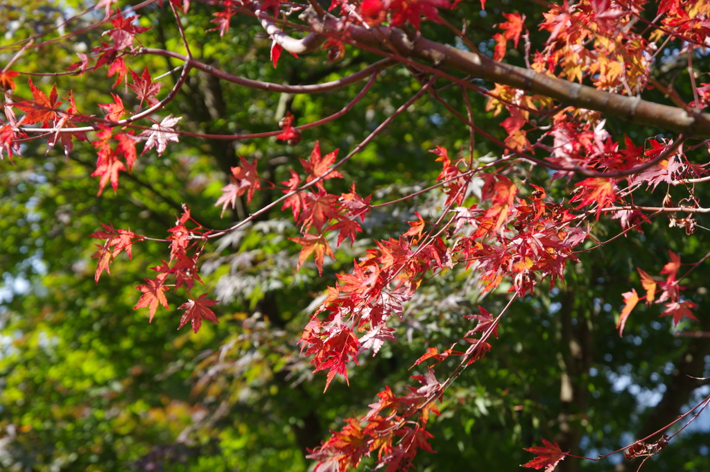 下呂温泉 合掌村の紅葉