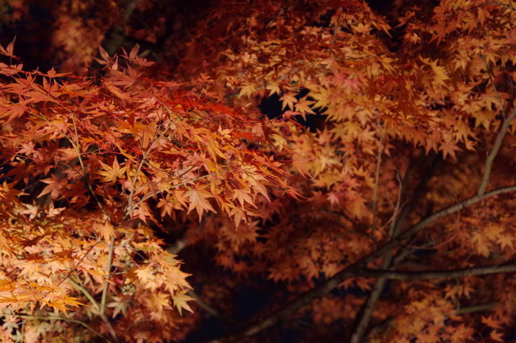 紅葉ライトアップ