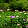 2-紫陽花