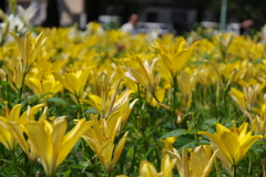 千種公園の百合園