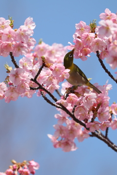 河津桜の蜜を吸うメジロ