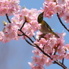 河津桜の蜜を吸うメジロ