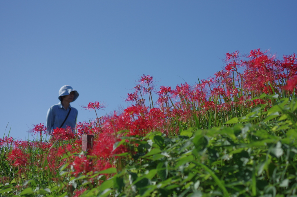 彼岸花の咲く土手を散歩する人　　津屋川の土手にて撮影。