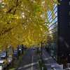3-桜通りの銀杏の黄葉