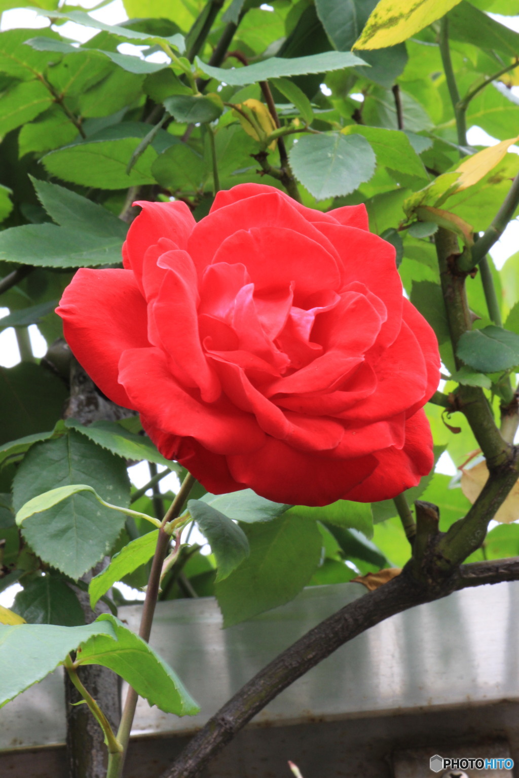 フラワーパーク