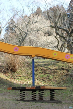 遊具奥の豊後梅