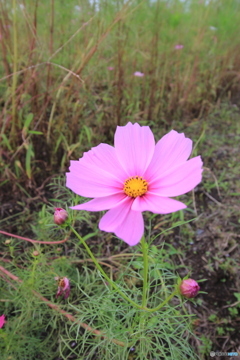 綺麗なピンク色