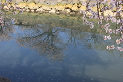桜の川