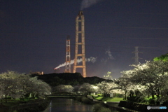 夜桜