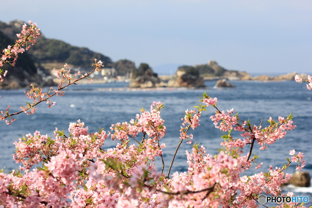 河津桜①