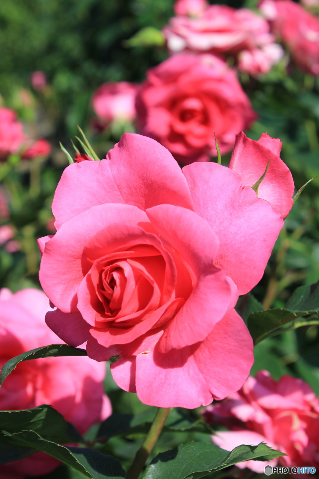 フラワーパーク