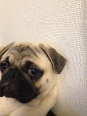 愛犬