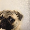 愛犬