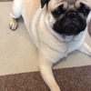 愛犬