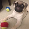 愛犬