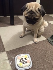 愛犬の誕生日