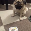 愛犬の誕生日