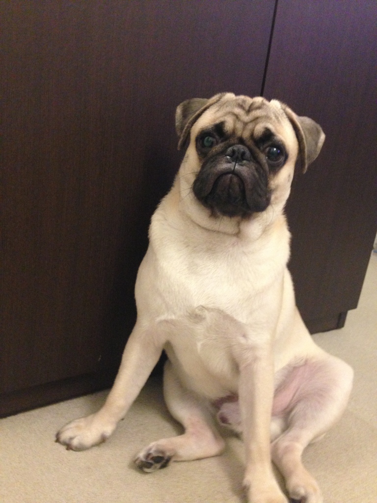 愛犬