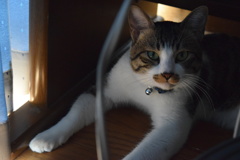 太った猫