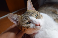 太陽が照らす。